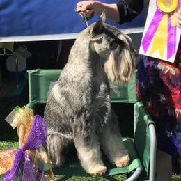 Standard Schnauzers from Straw Hat Standard Schnauzers