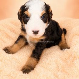 Sanford - Tri-color male Bernedoodle puppy in Smiths Station, Alabama from Peach & Pawmetto Bernedoodles