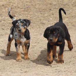 Catahoula Leopard Dogs from Rimrock Catahoulas