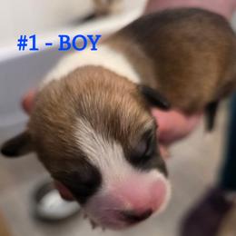 Puppy 1 - Red male Pembroke Welsh Corgi puppy in Buffalo, Wyoming from Diamond K Corgis