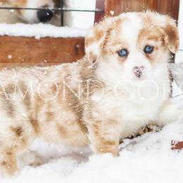 American Corgi Puppies from Diamond Corgis