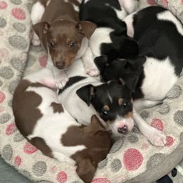 Rat Terrier Puppies from Top Shelf Rat Terriers