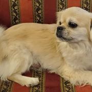 Savannah - Tibetan Spaniel