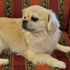 Savannah - Tibetan Spaniel