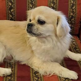 Savannah - Tibetan Spaniel