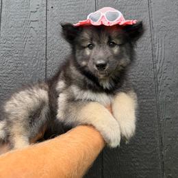 Eggplant - Agouti and white female Siberian Husky puppy in Folsom, Louisiana from Geaux Fluffy