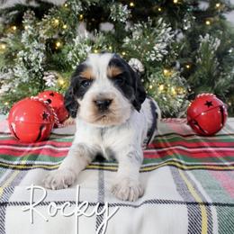 Rocky - Black white and tan male English Springer Spaniel puppy in Barnstead, New Hampshire from C & S Farms