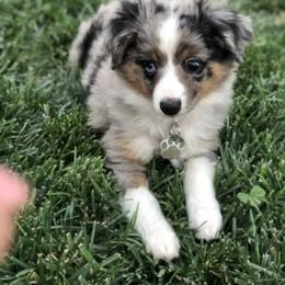 Miniature Australian Shepherd, Shih Tzu, and Toy Australian Shepherd Puppies from River Springs Aussies