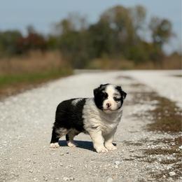 Boy 1 - Blue merle male Australian Shepherd puppy in Argyle, Iowa from Country Time Kennels