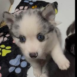 Camron - Merle male Pomsky puppy in Spring Hill, Florida from PDQ Pomskies