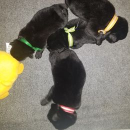 Schipperke Puppies from Lori O'Neil