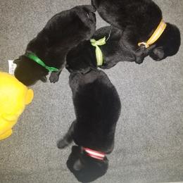 Schipperke Puppies from Lori O'Neil