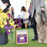 Bergamasco Sheepdogs and Havanese from Revistio Havanese & Bergamasco Sheepdogs