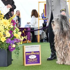 Bergamasco Sheepdogs and Havanese from Revistio Havanese & Bergamasco Sheepdogs