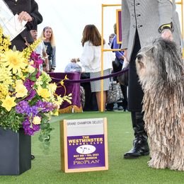 Bergamasco Sheepdogs and Havanese from Revistio Havanese & Bergamasco Sheepdogs