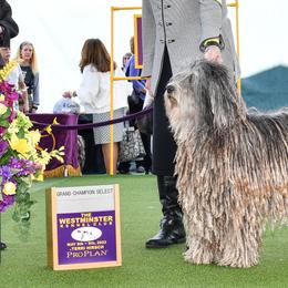 Bergamasco Sheepdogs and Havanese from Revistio Havanese & Bergamasco Sheepdogs