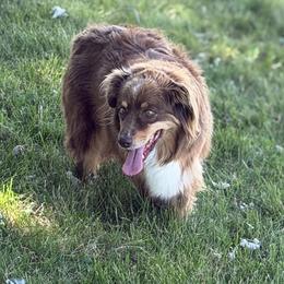 SAGE - Australian Shepherd