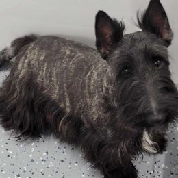 Aster - Scottish Terrier