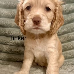 Tinker - Buff female Cocker Spaniel puppy in Sumter, South Carolina from Cocker Eclipse In Home Kennel