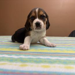 Ginger - Black white and tan female Beagle puppy in St. Cloud, Minnesota from Beagle Blessings