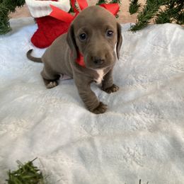 Dachshund Puppies from Brooke Brumley