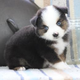 Lincoln - Black tri male Miniature Australian Shepherd puppy in Quapaw, Oklahoma from Rocky Hill Aussies
