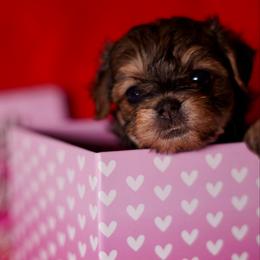 Pink Collar Girl - Black and tan female Yorkipoo puppy in Las Vegas, Nevada from Plush Toy Poodle Puppies & Pals