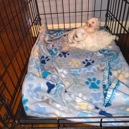 Maltese puppies from Heltons Little Gems