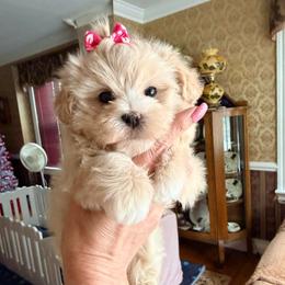 Brynlee - Gold and white female Shihpoo puppy in Whitehall 18052, Pennsylvania from Lilli’s Shih tzus and Shih poos
