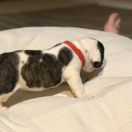 English Bulldog Puppies from Ruza's Bulldogs