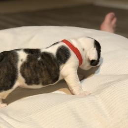 English Bulldog Puppies from Ruza's Bulldogs