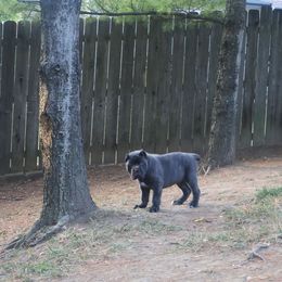 Lime green collar male - Gray male Cane Corso puppy in Westerville, Ohio from Elite Empire Cane Corso