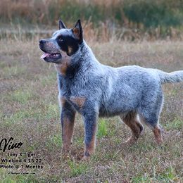 Australian Cattle Dog and Labrador Retriever Puppies from Lakylu Kennels