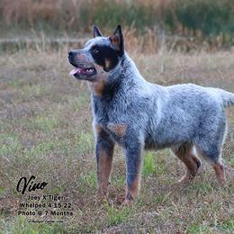 Australian Cattle Dog and Labrador Retriever Puppies from Lakylu Kennels