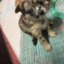 Eliza - Merle female Chihuahua puppy in Canton, Texas from Heavenly Chihuahua