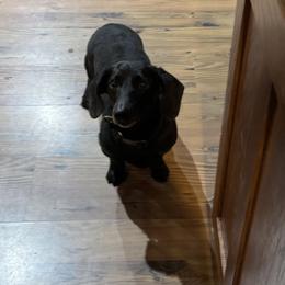 Trigger Max - Black male Dachshund puppy in Dike, Texas from Texas Blessed Dachshunds