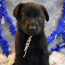 White Collar Girl - Black female German Shepherd puppy in Grants Pass, Oregon from Granville German Shepherds