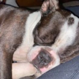 Boston Terriers from Steve's Boston Terriers