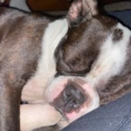Boston Terriers from Steve's Boston Terriers