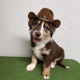 Billy the Kid - Red merle male Australian Shepherd puppy in Smithfield, Utah from C&C Ranch