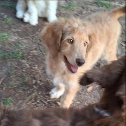 Vivienne - Apricot female Aussiedoodle puppy in Grand Saline, Texas from Aussies Acre