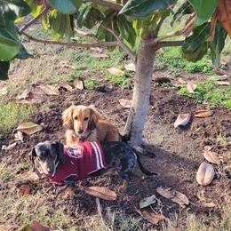 Dachshund puppies from Russell Farms Dachshund