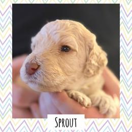 Sprout - Cream male Poodle puppy in Surprise, Arizona from Oh Doodles Doodlery