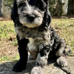 Indigo - Merle male Goldendoodle puppy in Hendersonville, North Carolina from Kim's Cove Dog Co.