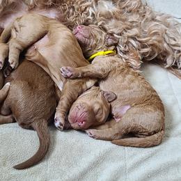 Goldendoodle and Sheepadoodle Puppies from IE Family Doodles