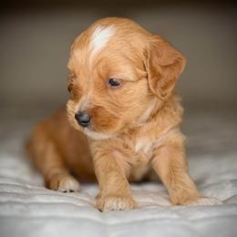 Puppy 1-BLUE Collar (BOY) - Apricot male Goldendoodle puppy in Portland, Oregon from Smith Family Doodles