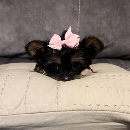 Tiny Hermione AKC - Black and tan female Yorkshire Terrier puppy in Bastrop, Texas from Broadway's Little Blessings