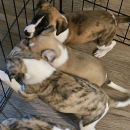 Whippet puppies from Clarriott Whippets