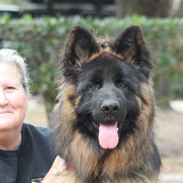 Millo - German Shepherd