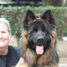 Millo - German Shepherd